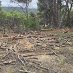 Imagen de una zona en las que se están realizando trabajos de limpieza forestal.