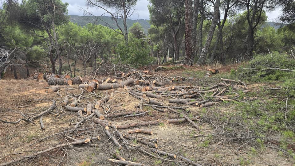 Imagen de una zona en las que se están realizando trabajos de limpieza forestal.